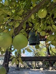 秋のキャンペーンメニューは夏の疲労回復だけじゃない！