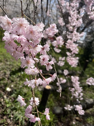 お花見